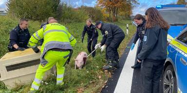 Schwein ulm FF M&ouml;dling