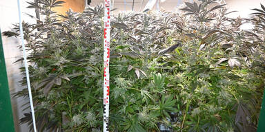 Cannabisanlage Wien