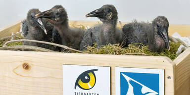 Zwitschernder Zuwachs im Tiergarten Schönbrunn
