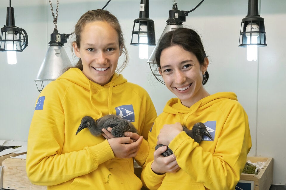 Zwitschernder Zuwachs im Tiergarten Schönbrunn