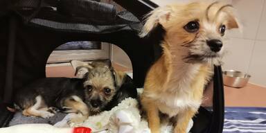 Herzlos! Hundewelpen in Wien am Stra&szlig;enrand ausgesetzt