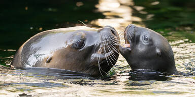 M&auml;hnenrobben Nachwuchs Tiergarten Sch&ouml;nbrunn