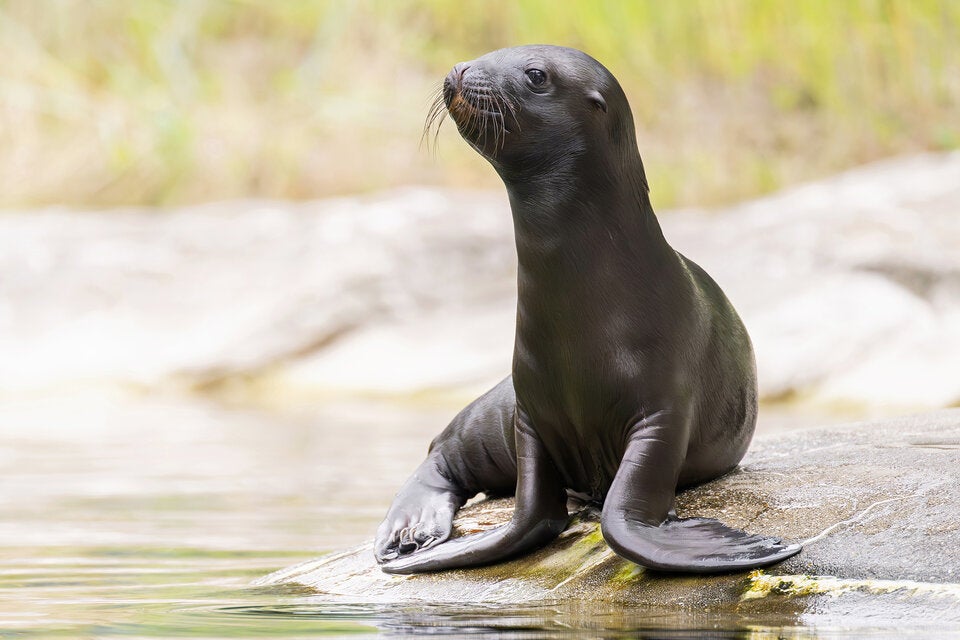 Mähnenrobben Nachwuchs Tiergarten Schönbrunn