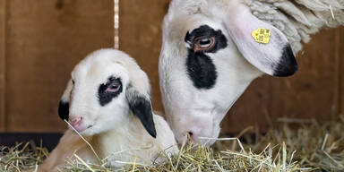 Mehrfacher Nachwuchs im Tiergarten Schönbrunn