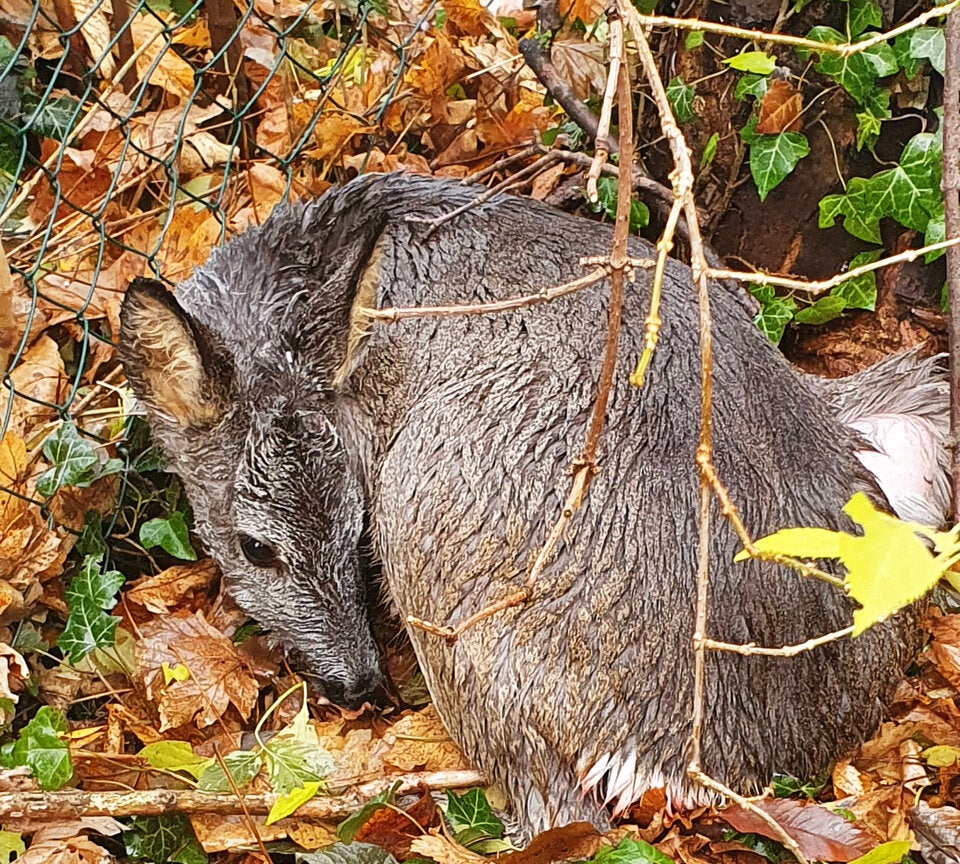Polizisten fanden das verletzte und erschöpfte Tier neben einem Bach im Bereich der Sieveringer Straße. Sie riefen den zuständigen Förster sowie die Wildtierrettung. Das Reh wurde anschließend mithilfe einer Decke in eine Transportbox gelegt