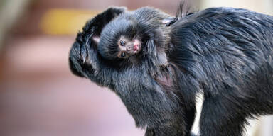 Haus des Meeres freut sich über seltenen Nachwuchs