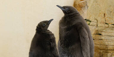 Tiergarten Sch&ouml;nbrunn freut sich &uuml;ber Nachwuchs bei K&ouml;nigspinguinen