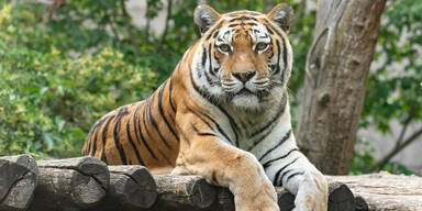 Große Trauer im Tiergarten: Tigerweibchen (17) wurde eingeschläfert