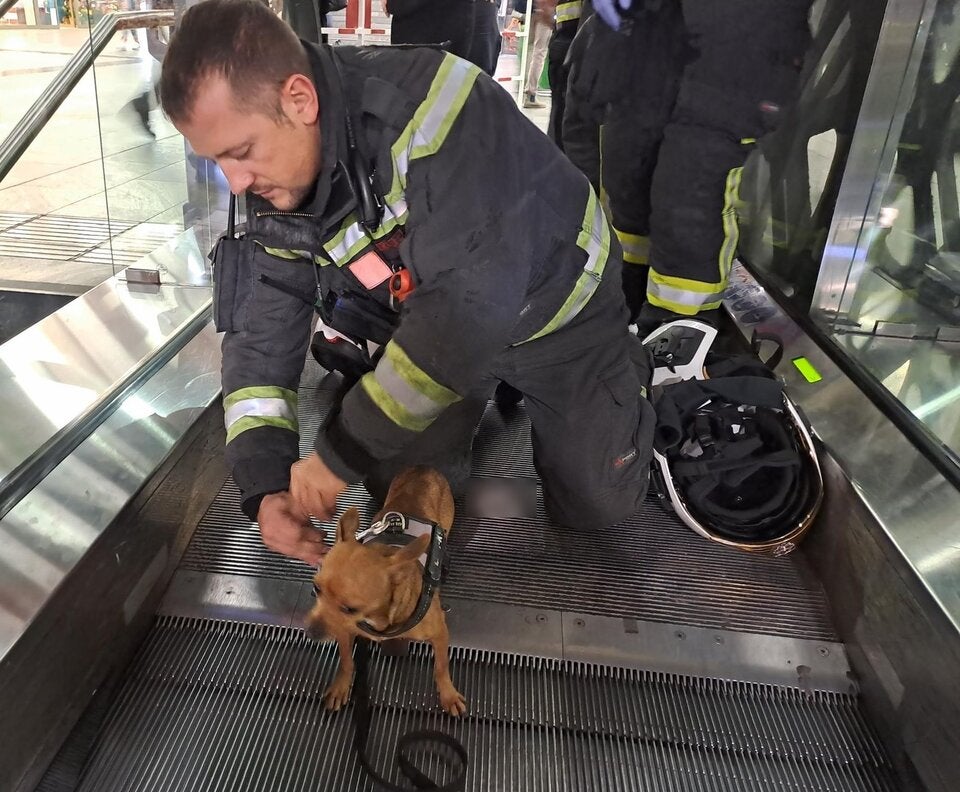 Feuerwehr rettete in Rolltreppe steckengebliebenen Hund