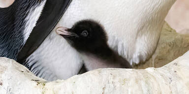 Kopie von Felsenpinguine Sch&ouml;nbrunn