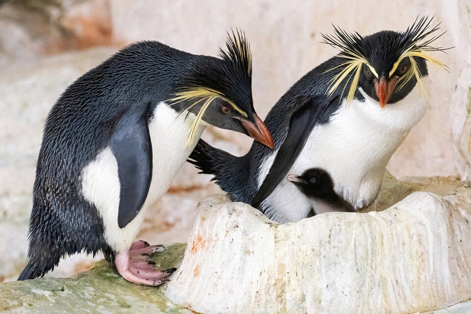 Felsenpinguine Schönbrunn