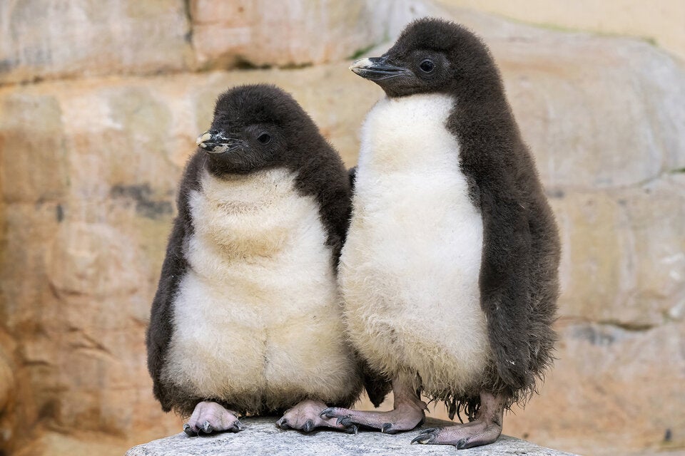 Felsenpinguine Schönbrunn