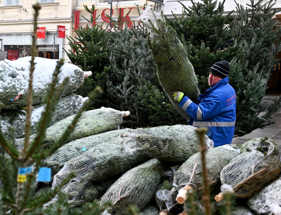 Auf Wiens Christbaummarktstandplätzen gibt es vorwiegend heimische Bäume zu kaufen. 
