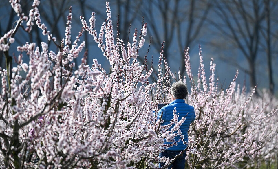 Die Marillenblüte in der Wachau aufgenommen am 22. März 2023.  