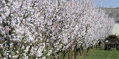 Marillenbl&uuml;te l&auml;utet Tourismus-Saison in der Wachau ein