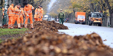 Tonnenweise Laub: 600.000 Bäume werfen goldene Herbstlast ab
