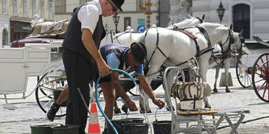 K&auml;ltepeitsche und Hitzestich: Klimastudie zu Fiakerpferden startet