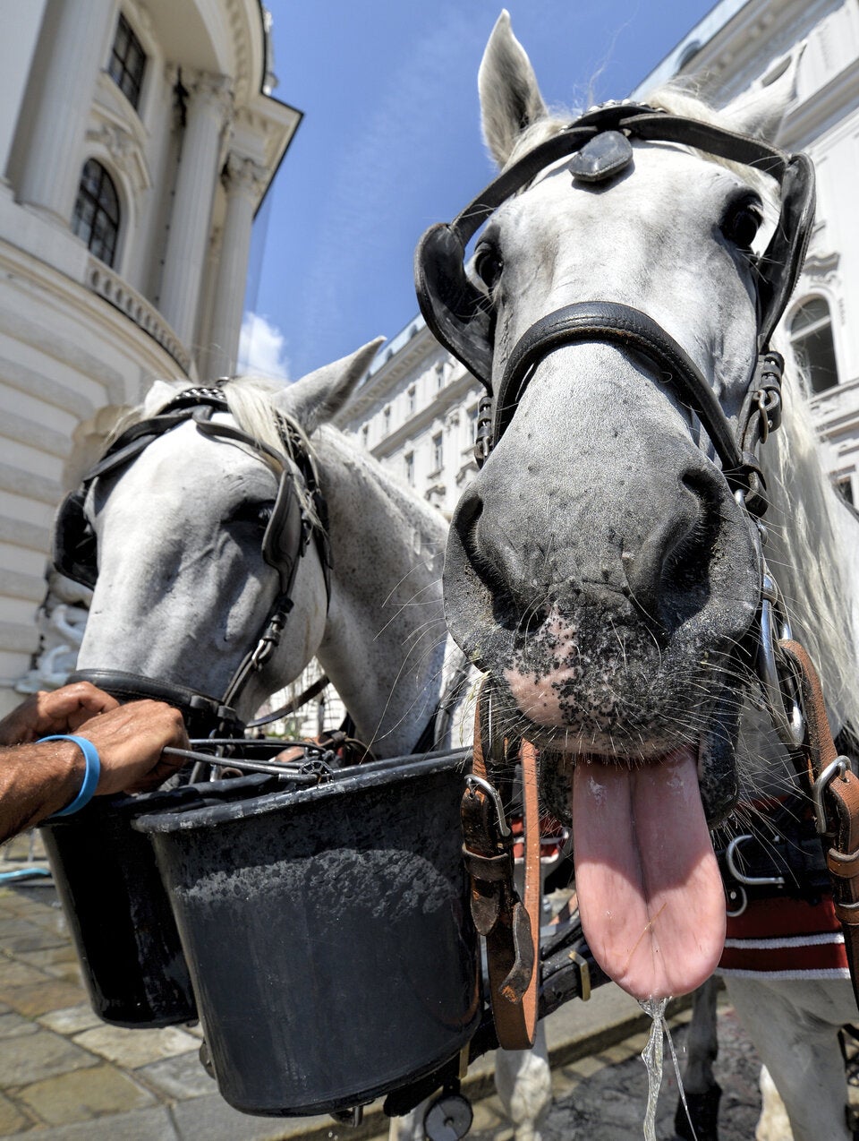 Fiakerpferde müssen stundenlang auf heißem Asphalt ausharren.