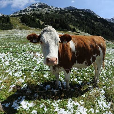 Der große oe24-Jahresrückblick 