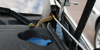 Autofahrer entdeckt auf Raststation Schlange im Motorraum