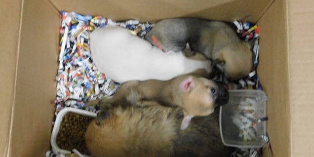 46 Hundewelpen in Kombi gepfercht