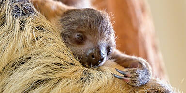 Faultier-Nachwuchs in Sch&ouml;nbrunn