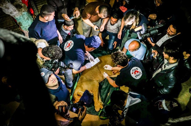 Größter Einsatz von Vier Pfoten  - 47 Zootiere aus Gazastreifen befreit