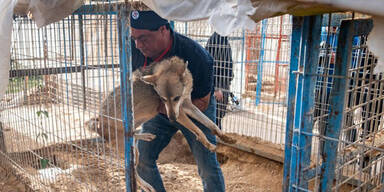 Größter Einsatz von Vier Pfoten  - 47 Zootiere aus Gazastreifen befreit