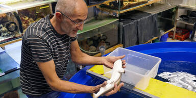 "Sensationelle Hai-Geburt" im Haus des Meeres