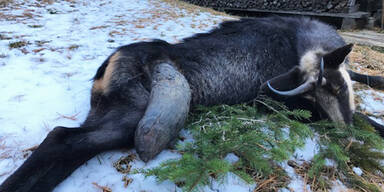 Gams wuchs drittes Horn aus Bein &ndash; erlegt