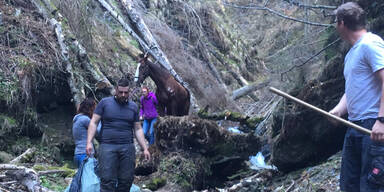 Vermisstes Pferd nach zw&ouml;lf Tagen aus Wald gerettet