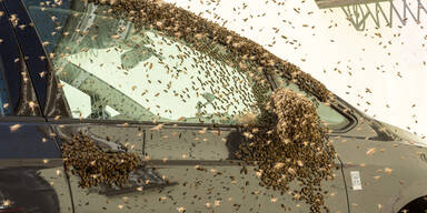 Krems: Riesiger Bienenschwarm sorgt für Feuerwehreinsatz