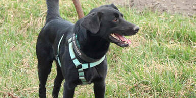 Mehrere vergiftete Tiere in NÖ entdeckt 