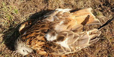 Mehrere vergiftete Tiere in NÖ entdeckt 