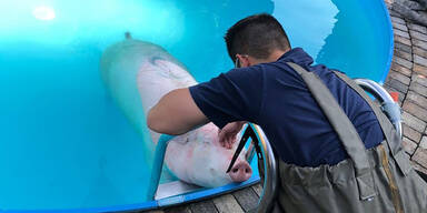 Schwein musste aus Pool gerettet werden