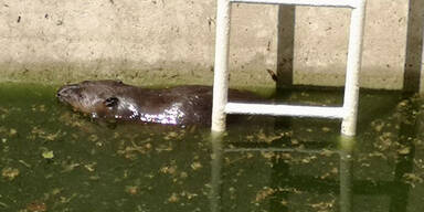Payerbach BIBER AUS POOL GERETTTET