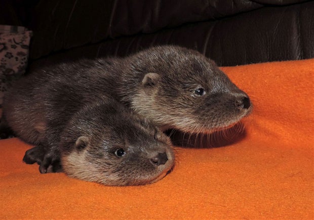 Anrainer hörten Weinen: Otterbabys in Neutal gerettet
