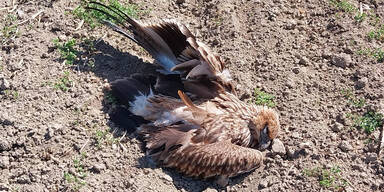 Kaiseradler im Weinviertel vergiftet