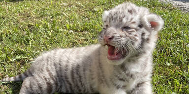N&Ouml;: Wei&szlig;er K&ouml;nigstiger im "Wei&szlig;en Zoo" geboren