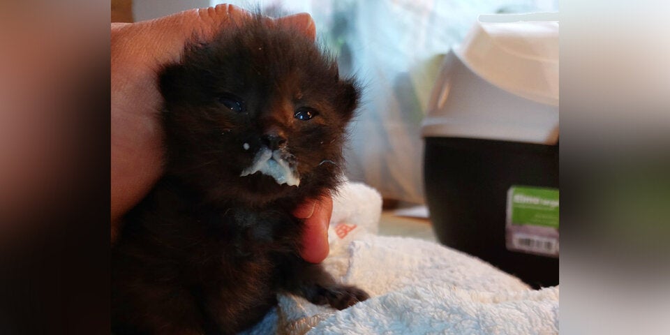 Katzenbabys gerettet