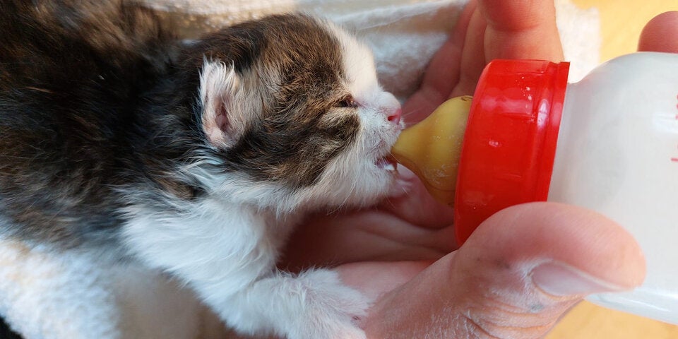Katzenbabys gerettet