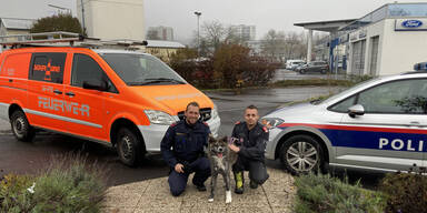 Zurückgelassener Hund aus Linzer Wohnung befreit