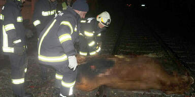 Drei K&uuml;he von Zug gerammt und get&ouml;tet