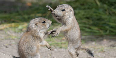 Pr&auml;riehunde-Nachwuchs im Tiergarten Sch&ouml;nbrunn
