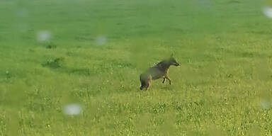 Wolf im Pinzgau gesichtet
