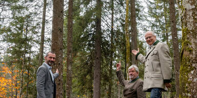 Christbaum f&uuml;r Wiener Rathausplatz kommt aus der Steiermark