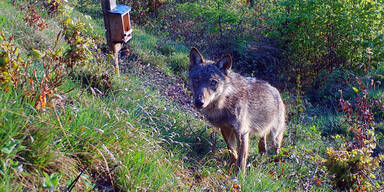 Wolf n&ouml;rdlich von Graz gesichtet
