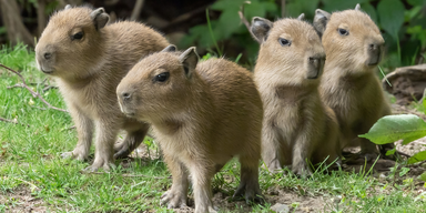 So s&uuml;&szlig;! Wasserschein-Babys im Tiergarten Sch&ouml;nbrunn
