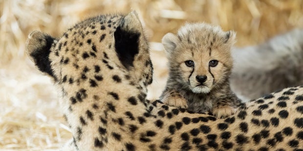 Vierfacher Geparden-Nachwuchs in Schönbrunn