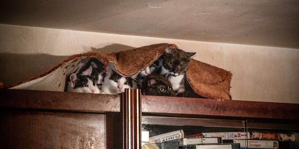 47 Katzen aus 50-Quadratmeter-Wohnung in Wien gerettet